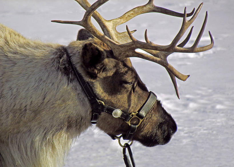无人,横图,室外,特写,白天,雪,鹿,野生动物,加拿大,摄影,部分,鹿角,卡尔加里,亚伯达,彩图
