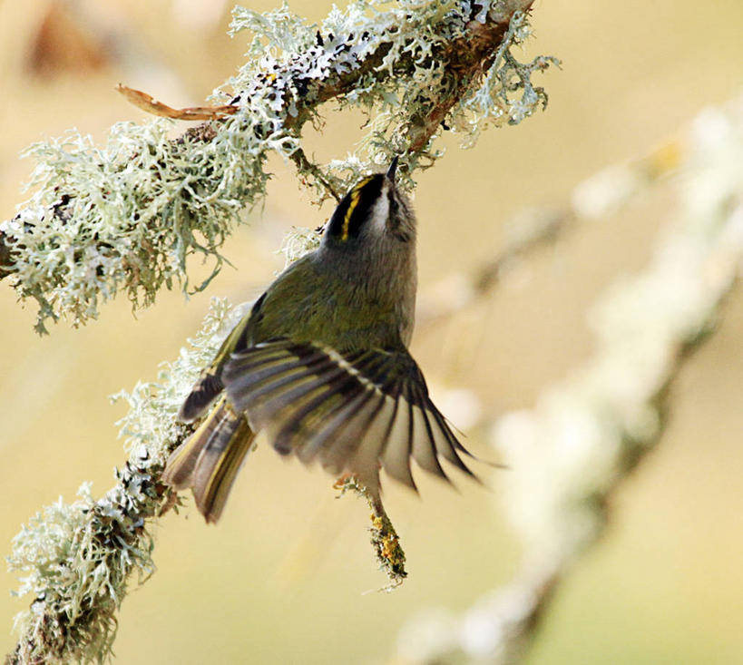 无人,横图,室外,特写,白天,野生动物,美国,鸟类,枝,树,摄影,栖息,华盛顿州,彩图