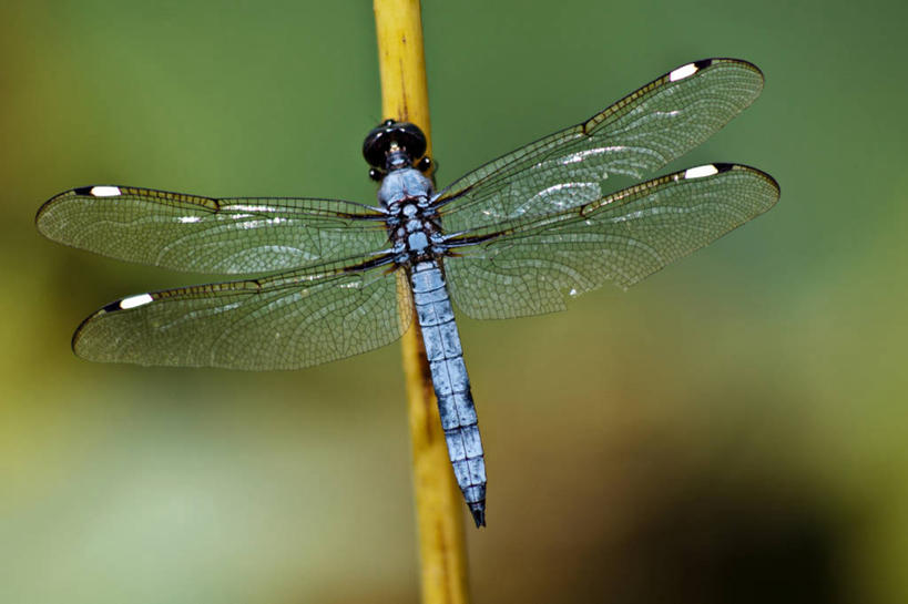 无人,横图,室外,特写,白天,野生动物,美国,蜻蜓,昆虫,动物,摄影,北美,北美洲,美洲,益虫,北卡罗来纳州,北亚美利加洲,亚美利加洲,北卡罗来纳,焦油脚根之州,黑油鞋根之州,老北州,彩图,美利坚合众国,多义词