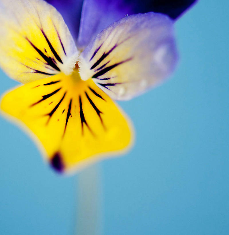 无人,竖图,室外,特写,白天,澳大利亚,蓝色背景,花瓣,黄色,自然,摄影,脆弱,雄蕊,三色紫罗兰,彩图