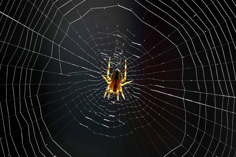 无人,横图,室外,特写,野生动物,日光,荷兰,昆虫,蜘蛛,蜘蛛网,黎明,摄影,脆弱,早晨,彩图