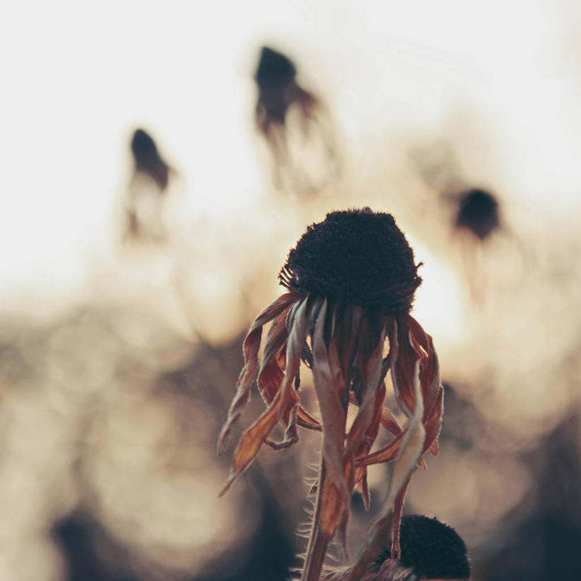 无人,方图,室外,种子,花,花瓣,自然,黄昏,摄影,金花菊,脆弱,雄蕊,干的,塞尔维亚,彩图