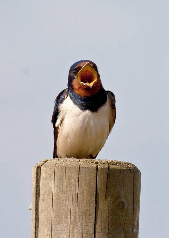 无人,竖图,室外,特写,白天,野生动物,燕子,英国,鸟类,张嘴,摄影,栖息,张大嘴巴,万里无云,水闸,张开嘴,彩图