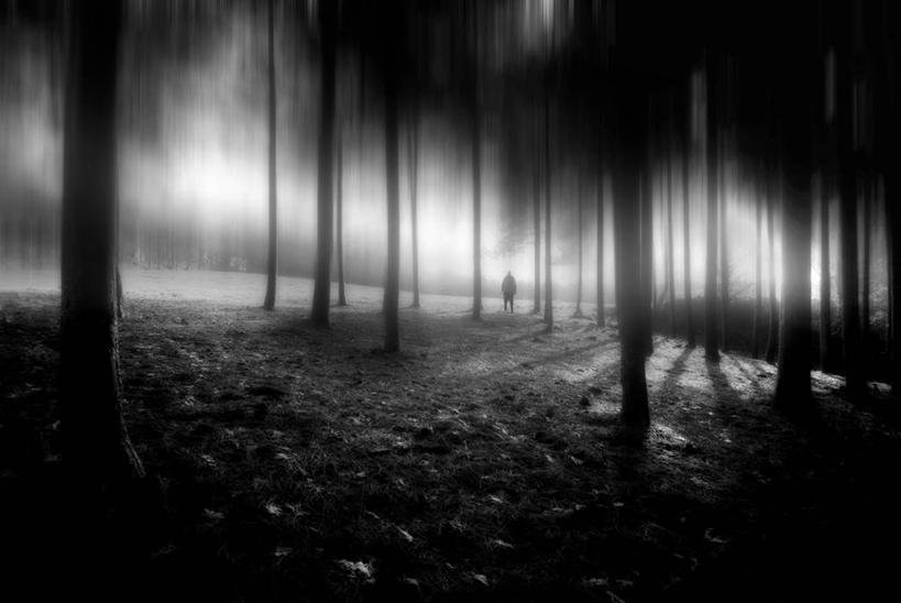 横图,黑白,室外,神秘,森林,树林,雾,法国,黎明,天气,树,自然,摄影