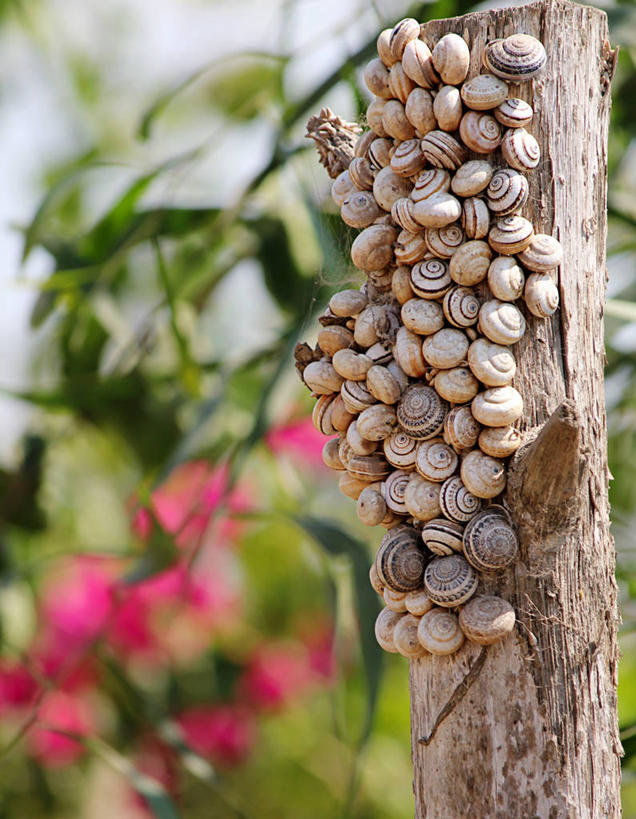 无人,竖图,室外,特写,白天,野生动物,摩洛哥,一群,许多,丰富,木制,蜗牛,很多,杆,树干,动物,摄影,彩图