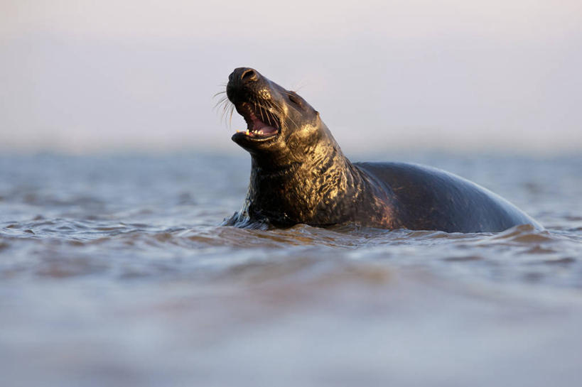 无人,横图,室外,海豹,野生动物,英国,黎明,英格兰,张嘴,摄影,灰海豹,张大嘴巴,张开嘴,彩图