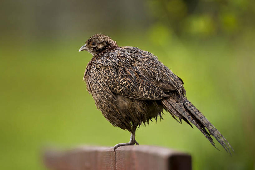 无人,横图,室外,白天,野生动物,英国,鸟类,摄影,栖息,彩图