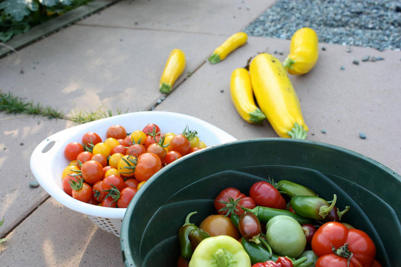 无人,菜园,横图,室外,白天,辣椒,蔬菜,加拿大,新鲜,篮子,食品,饮食,食物,黄色,摄影,有机食品,绿色食品,清新,健康食物,辣角,大椒,辣虎,广椒,墨西哥辣椒,樱桃番茄,辣子,胡瓜,海椒,番椒,灯笼椒,彩图