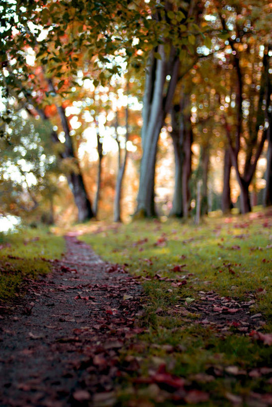 无人,竖图,室外,白天,叶子,美国,草,树,自然,摄影,宁静,改变,华盛顿州,西雅图,秋天,彩图,单行道