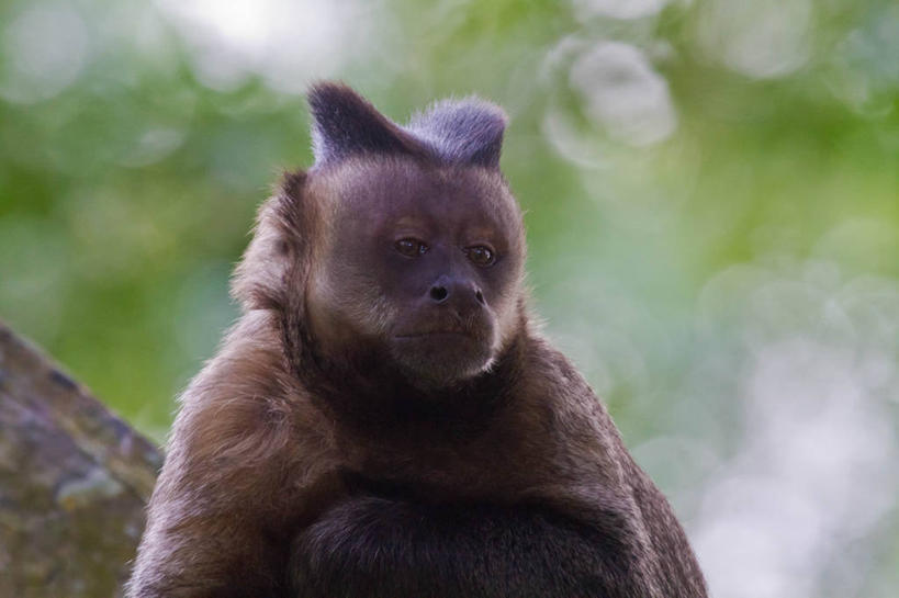 无人,横图,室外,白天,野生动物,猴子,巴西,摄影,里约热内卢,彩图