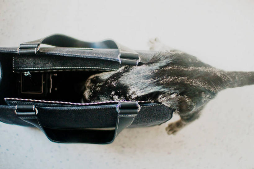 无人,横图,室外,白天,雪,宠物,猫,美国,包,动物,家畜,寒冷,摄影,上升,俄勒冈州,斑纹猫,波特兰,彩图