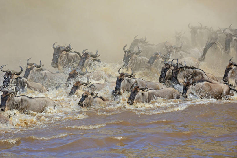 无人,横图,室外,白天,野生动物,肯尼亚,一群,许多,很多,摄影,非洲大羚,彩图,马赛马拉国家保护区,横越