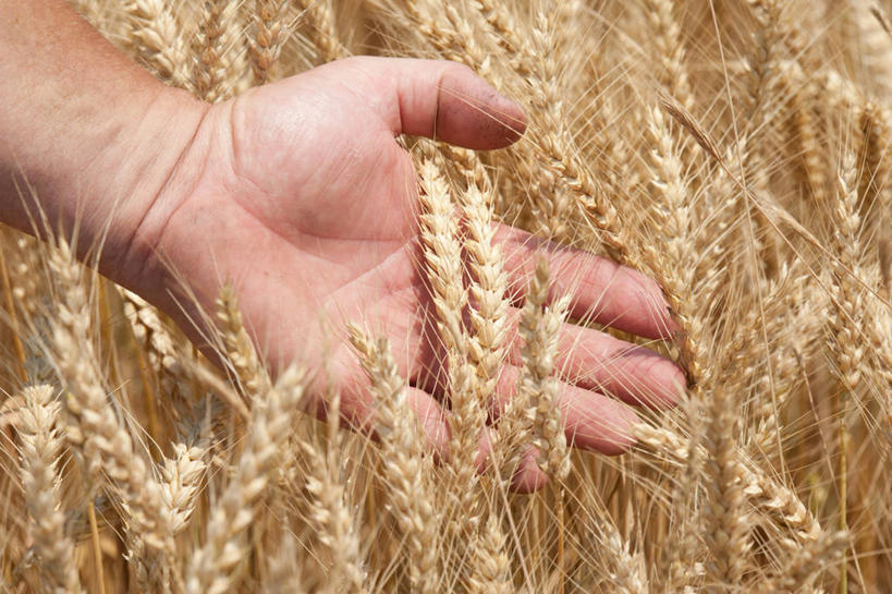 手,一个人,横图,室外,特写,白天,农作物,小麦,美国,谷类,自然,摄影,生长,部分,马里兰,触摸,彩图