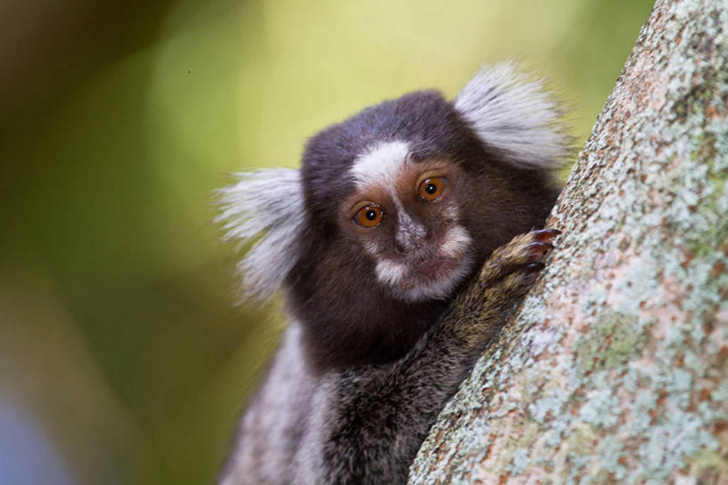 无人,横图,室外,特写,白天,野生动物,猴子,巴西,枝,动物,摄影,部分,肖像,里约热内卢,里约热内卢州,彩图