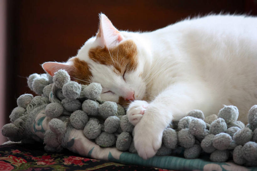 无人,横图,室内,特写,宠物,猫,美国,桌布,家畜,放松,摄影,闭着眼睛,睡觉,彩图