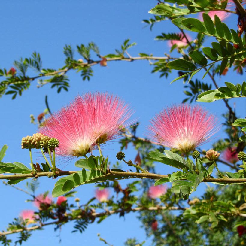 无人,方图,室外,特写,白天,美景,叶子,以色列,景观,枝,花,粉色,自然,景色,摄影,脆弱,清新,自然风光,万里无云,特拉维夫,彩图
