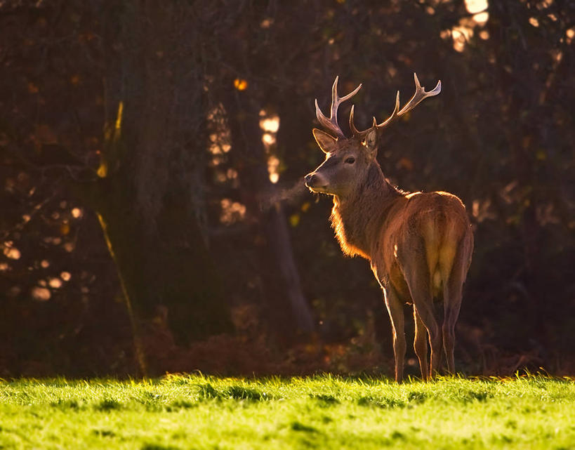 无人,横图,室外,白天,鹿,野生动物,日光,英国,羚羊,草,摄影,南威尔士,彩图