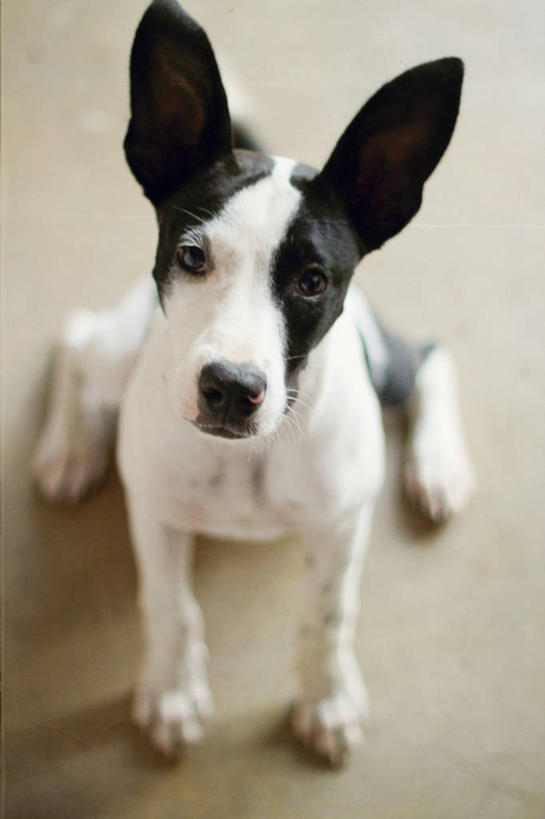 无人,坐,竖图,俯视,室内,特写,白天,宠物,狗,美国,小狗,动物,家畜,摄影,德克萨斯,机敏,圣安东尼奥市,彩图,高角度拍摄,好奇心