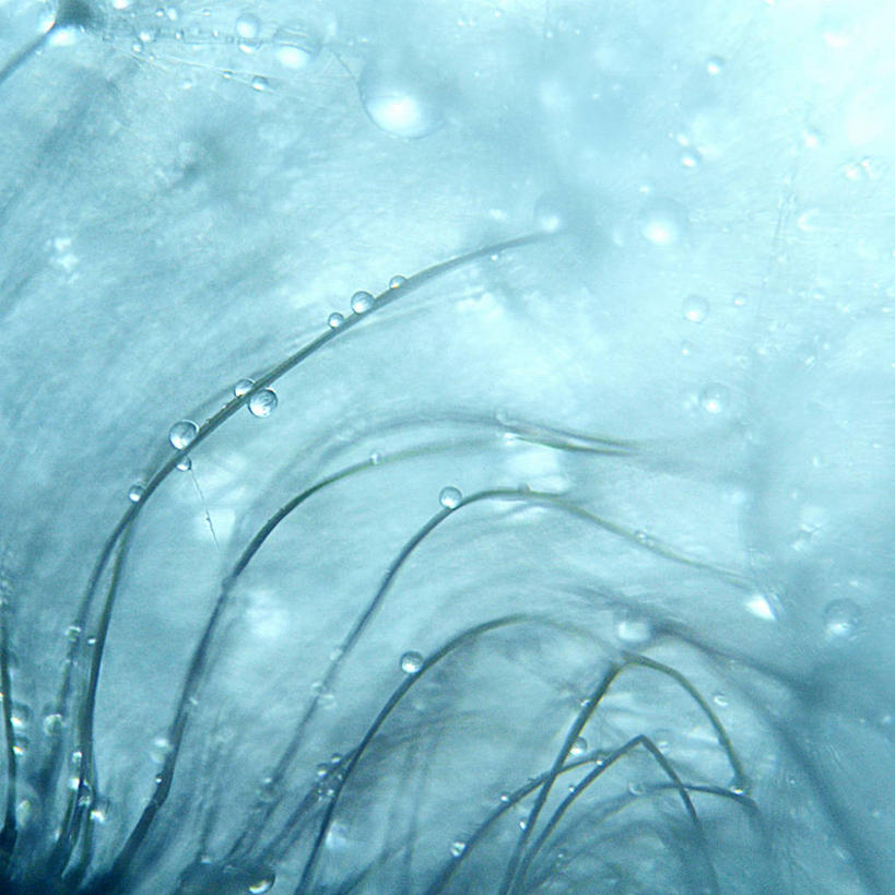 无人,方图,室外,白天,爱情,美景,蒲公英,斯洛伐克,景观,水滴,茎,种子,自然,景色,摄影,脆弱,清新,自然风光,柔焦,纯净,开朗,蒲公草,尿床草,黄花地丁,彩图