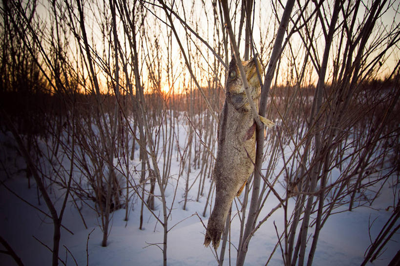 无人,横图,室外,雪,加拿大,吊挂,悬挂,挂,鱼类,自然,黄昏,寒冷,摄影,彩图