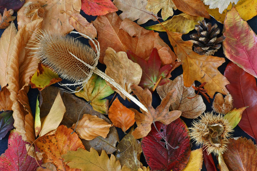 无人,横图,室外,特写,白天,叶子,英国,松果,自然,摄影,脆弱,改变,起绒草,秋天,彩图