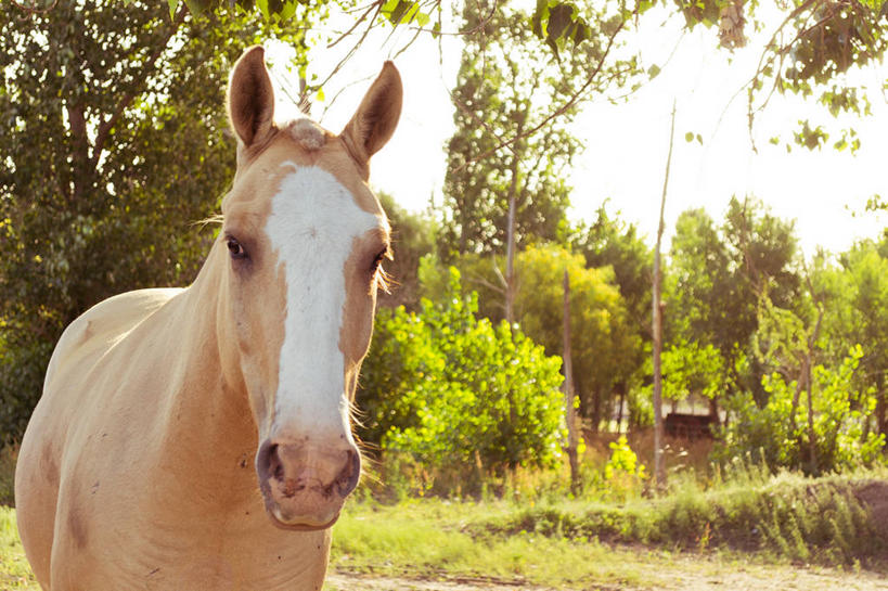 无人,站,横图,室外,白天,马,阿根廷,树,天空,自然,摄影,茶色,肖像,彩图