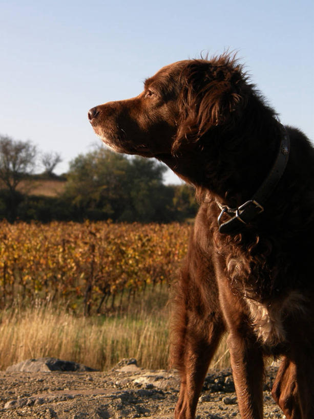 无人,竖图,室外,白天,宠物,狗,法国,褐色,葡萄园,天空,家畜,摄影,埃罗,彩图,宠物项圈