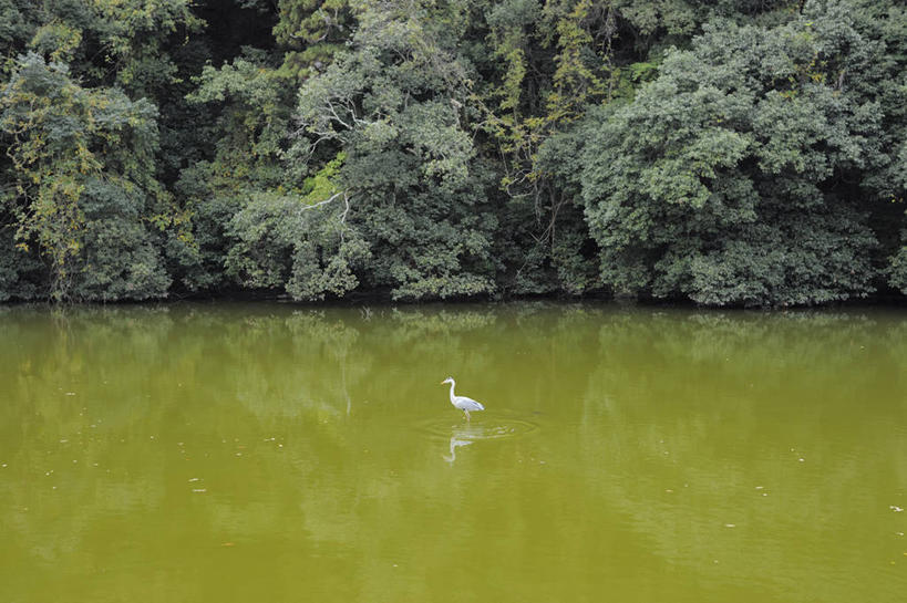 无人,横图,室外,白天,美景,丹顶鹤,野生动物,日本,反射,鸟类,池塘,景观,树,绿色,自然,景色,摄影,宁静,自然风光,彩图,独处
