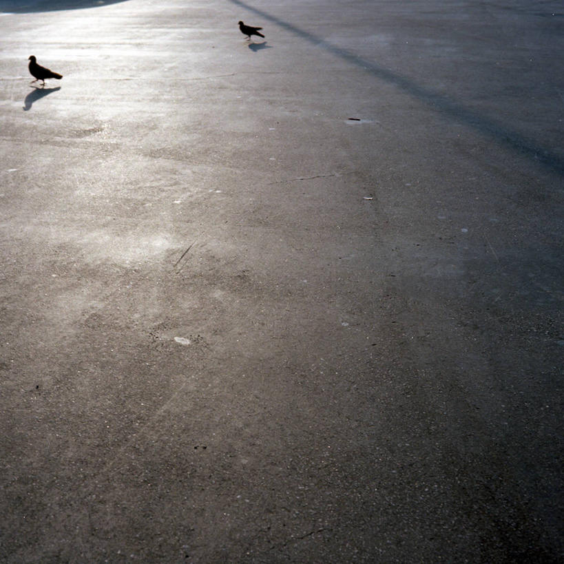 无人,停车场,方图,室外,白天,野生动物,美国,阴影,鸟类,动物,两只,摄影,栖息,宁静,彩图