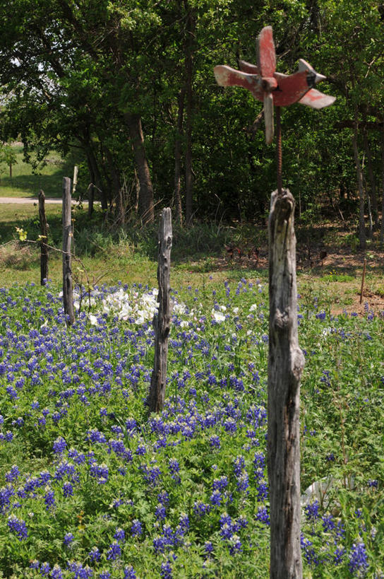 无人,竖图,室外,白天,美国,花,树,自然,摄影,生长,宁静,矢车菊,德克萨斯,彩图