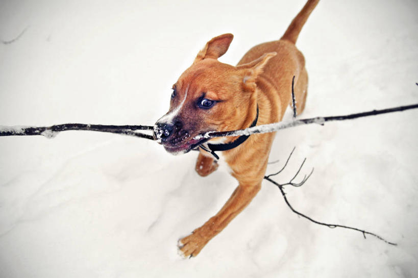 无人,跑,横图,室外,白天,雪,宠物,狗,美国,小狗,动物,家畜,寒冷,活力,摄影,叼着,伊利诺斯州,彩图