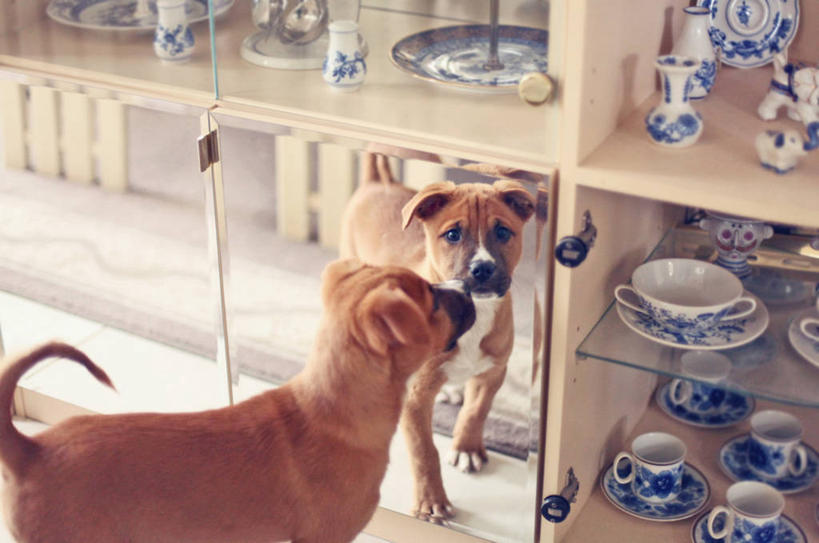 无人,横图,室内,白天,镜子,宠物,狗,美国,反射,小狗,杯,动物,茶碟,家畜,摄影,彩图