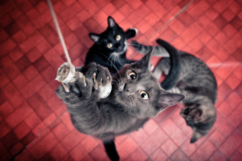 无人,横图,俯视,室内,宠物,猫,哑铃,挪威,三只,吊挂,悬挂,挂,拿着,黑色,向上看,线绳,家畜,摄影,彩图,高角度拍摄,特隆赫姆