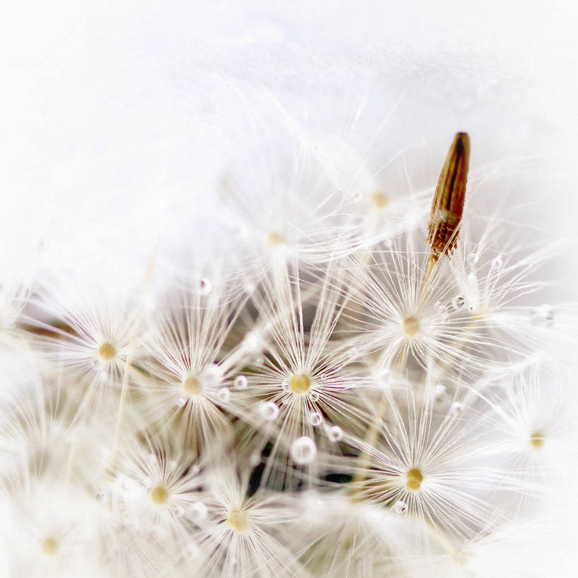 无人,方图,室外,特写,白天,爱情,水,蒲公英,德国,许多,水滴,种子,很多,自然,摄影,脆弱,柔和,开朗,蒲公草,尿床草,黄花地丁,彩图