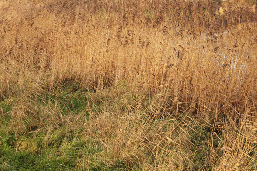 无人,横图,室外,白天,英国,田地,干草,草,自然,摄影,生长,脆弱,清新,干的,彩图