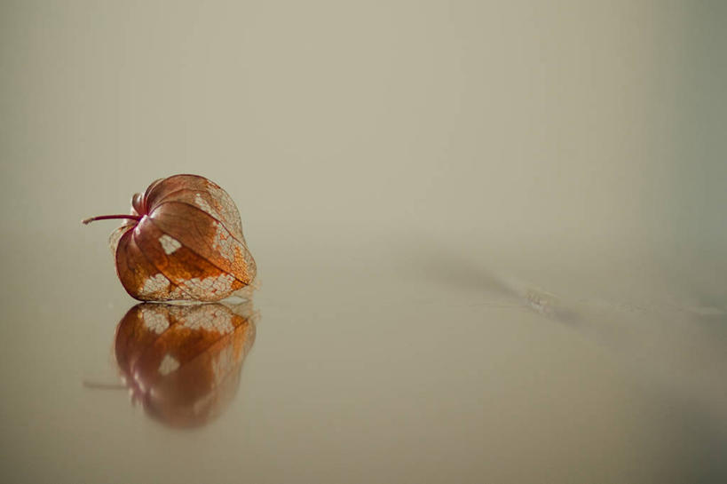 无人,横图,室外,特写,白天,百合花,英国,反射,光线,沙子,光芒,一个,橙色,摄影,单个,脆弱,清新,强瞿,宫灯百合,百合蒜,倒仙,番韭,山丹,彩图,灯笼百合,宫灯花,圣诞百合