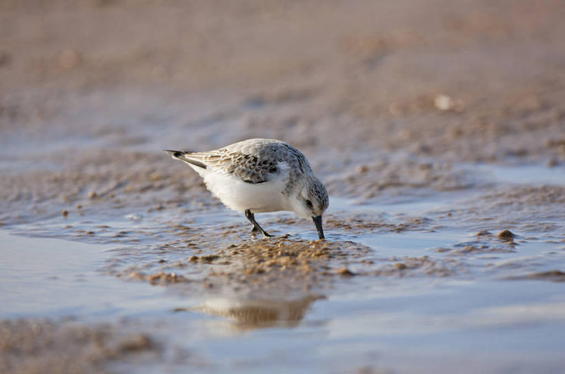 无人,横图,室外,白天,水,野生动物,英国,鸟类,沙子,注视,观察,看,摄影,观看,察看,关注,三趾鹬,海滩,彩图