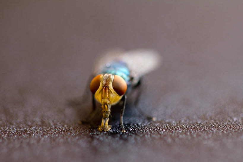 无人,坐,横图,特写,桌子,野生动物,巴基斯坦,昆虫,动物,摄影,益虫,家蝇,卡拉奇,彩图
