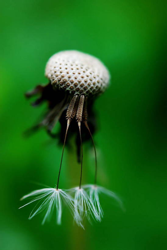 无人,竖图,特写,蒲公英,罗马尼亚,绿色背景,盛开,花蕾,花,花瓣,花朵,鲜花,一朵,花苞,花蕊,摄影,脆弱,清新,彩图,影棚拍摄