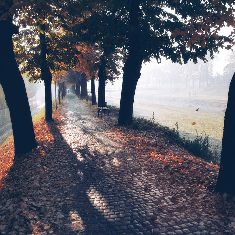 一个人,方图,室外,白天,雾,阴影,长椅,小路,自然,摄影,改变,塞尔维亚,秋天,彩图,独处,林荫大道