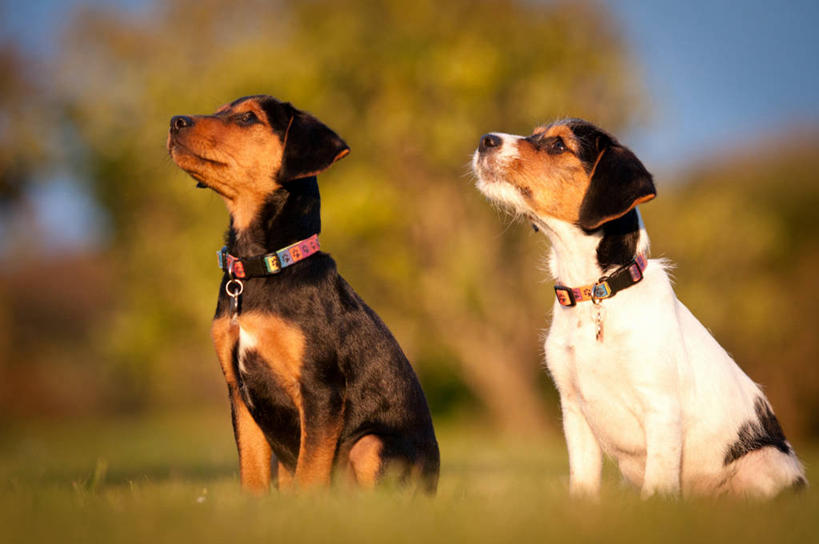 无人,公园,横图,室外,白天,宠物,狗,英国,杰克罗素梗,小狗,草,动物,两只,家畜,可爱,摄影,忠诚,帕尔森罗塞尔梗,杰克拉西尔梗,杰克.拉瑟梗,犬,彩图,宠物项圈