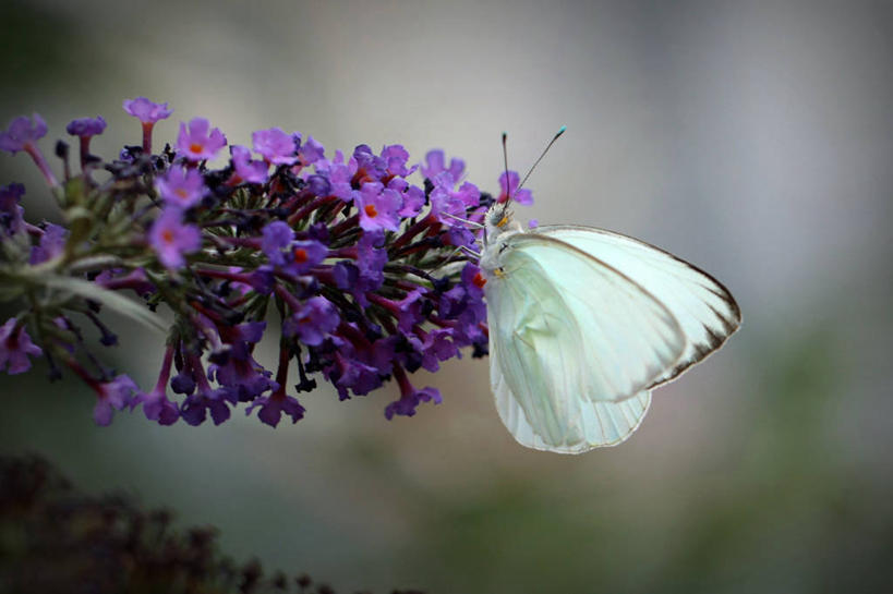 无人,横图,室外,特写,白天,野生动物,蝴蝶,美国,花,花瓣,紫色,白色,自然,摄影,北美,北美洲,脆弱,清新,加利福尼亚,美洲,加州,洛杉矶,加利福尼亚州,金州,黄金州,北亚美利加洲,亚美利加洲,天使之城,彩图,县治,洛杉矶县,美利坚合众国,洛城