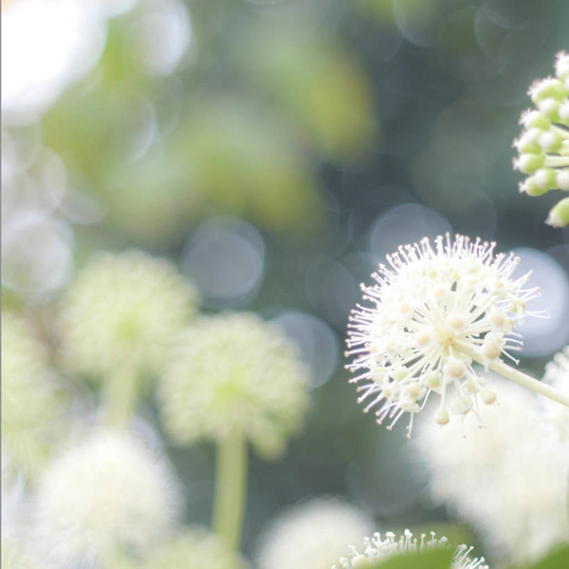 无人,方图,室外,特写,白天,日本,茎,花,白色,自然,摄影,生长,脆弱,清新,八角金盘,八角金盆,八叶金盘,彩图