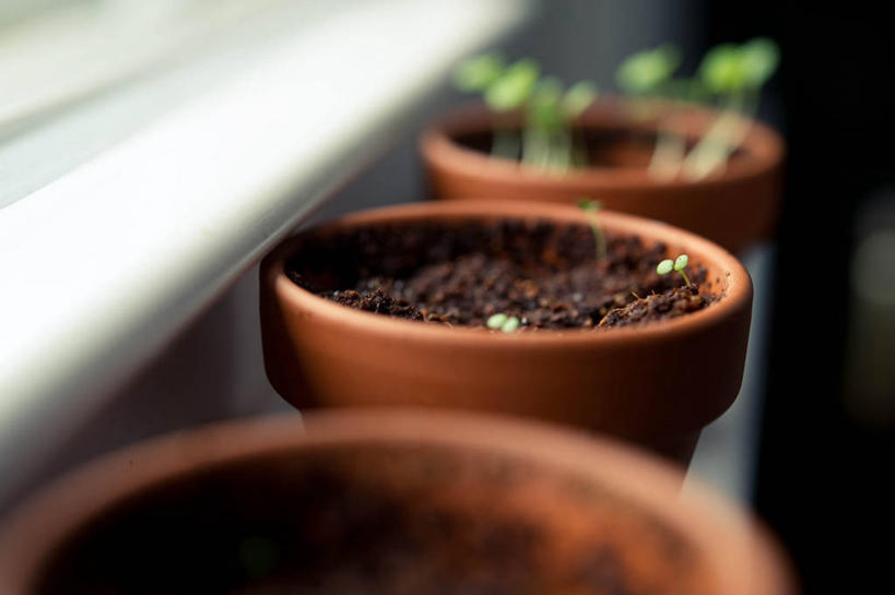无人,横图,室内,特写,美国,一排,整齐,窗台,排列,三个,自然,摄影,生长,泥,草本,队列,秧苗,维吉尼亚,彩图