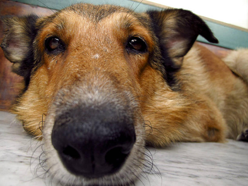 无人,躺,横图,室内,特写,宠物,狗,阿根廷,首都,休息,家畜,放松,摄影,肖像,布宜诺斯艾利斯,彩图