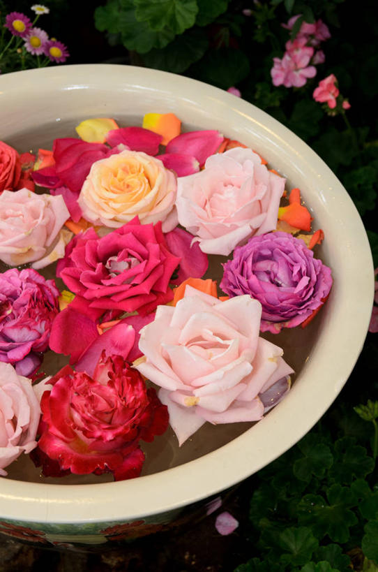 无人,竖图,室外,白天,水,泰国,漂浮,水盆,花瓣,摄影,多样,脆弱,清新,清迈省,彩图