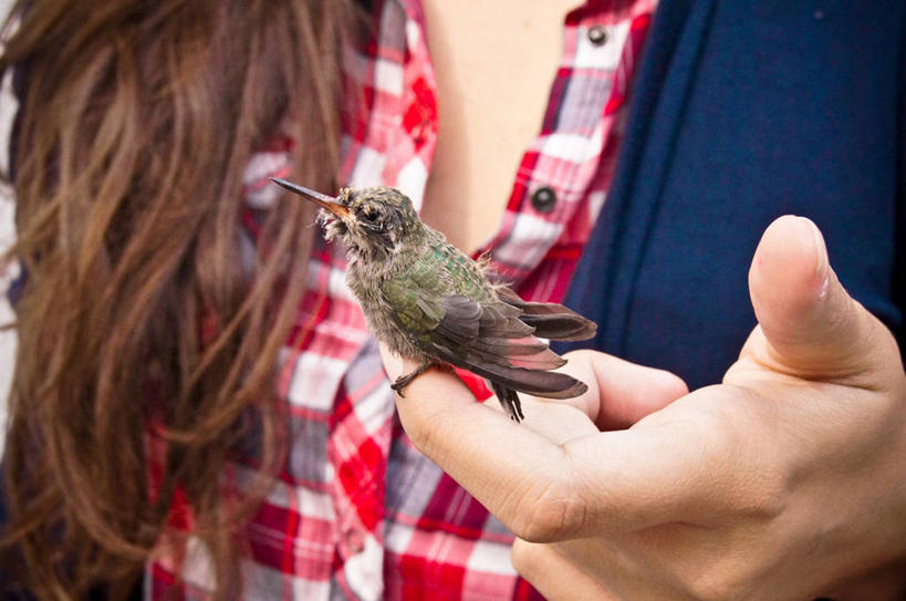 手,一个人,横图,室外,特写,白天,野生动物,墨西哥,小的,鸟类,摄影,部分,拉丁美洲,关爱,彩图