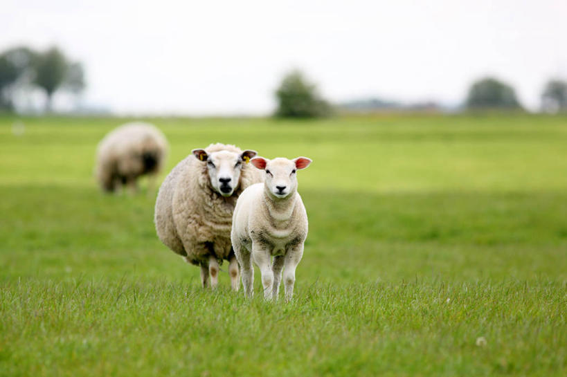 无人,站,横图,室外,白天,草地,荷兰,三只,绿色,天空,动物,家畜,摄影,牲畜,弗里斯兰省,绵羊,彩图