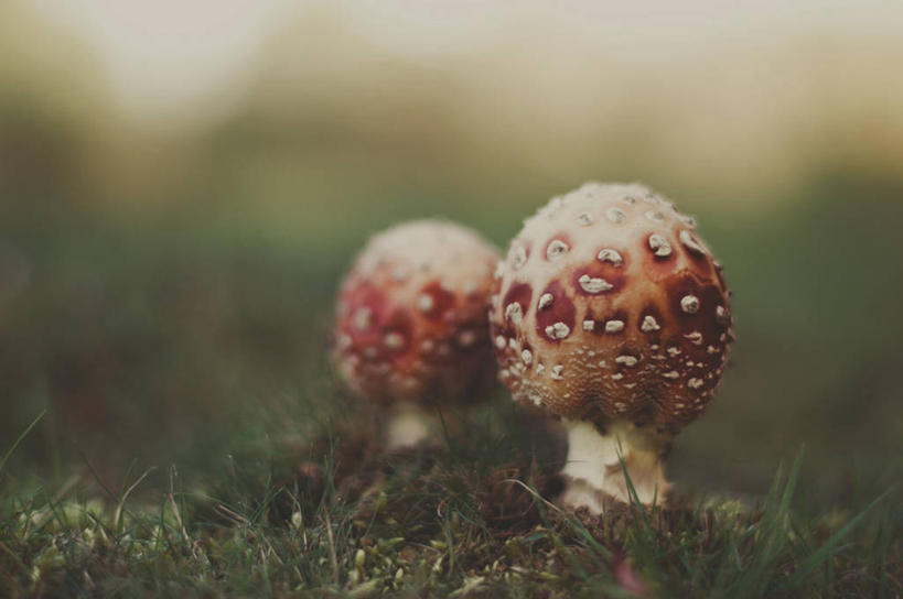 无人,横图,室外,特写,白天,英国,蘑菇,草,自然,摄影,生长,毒蘑菇,彩图