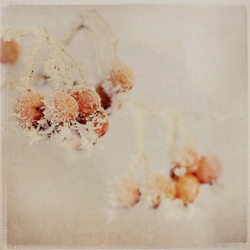 无人,方图,室外,特写,白天,雪,浆果,水果,英国,吊挂,悬挂,挂,霜,饮食,寒冷,摄影,生长,清新,嫩枝,伍斯特郡,彩图